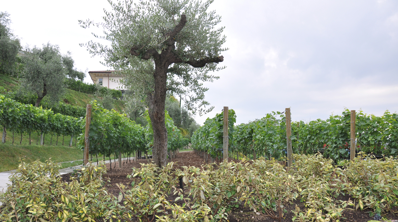Villa con vigneto al lago